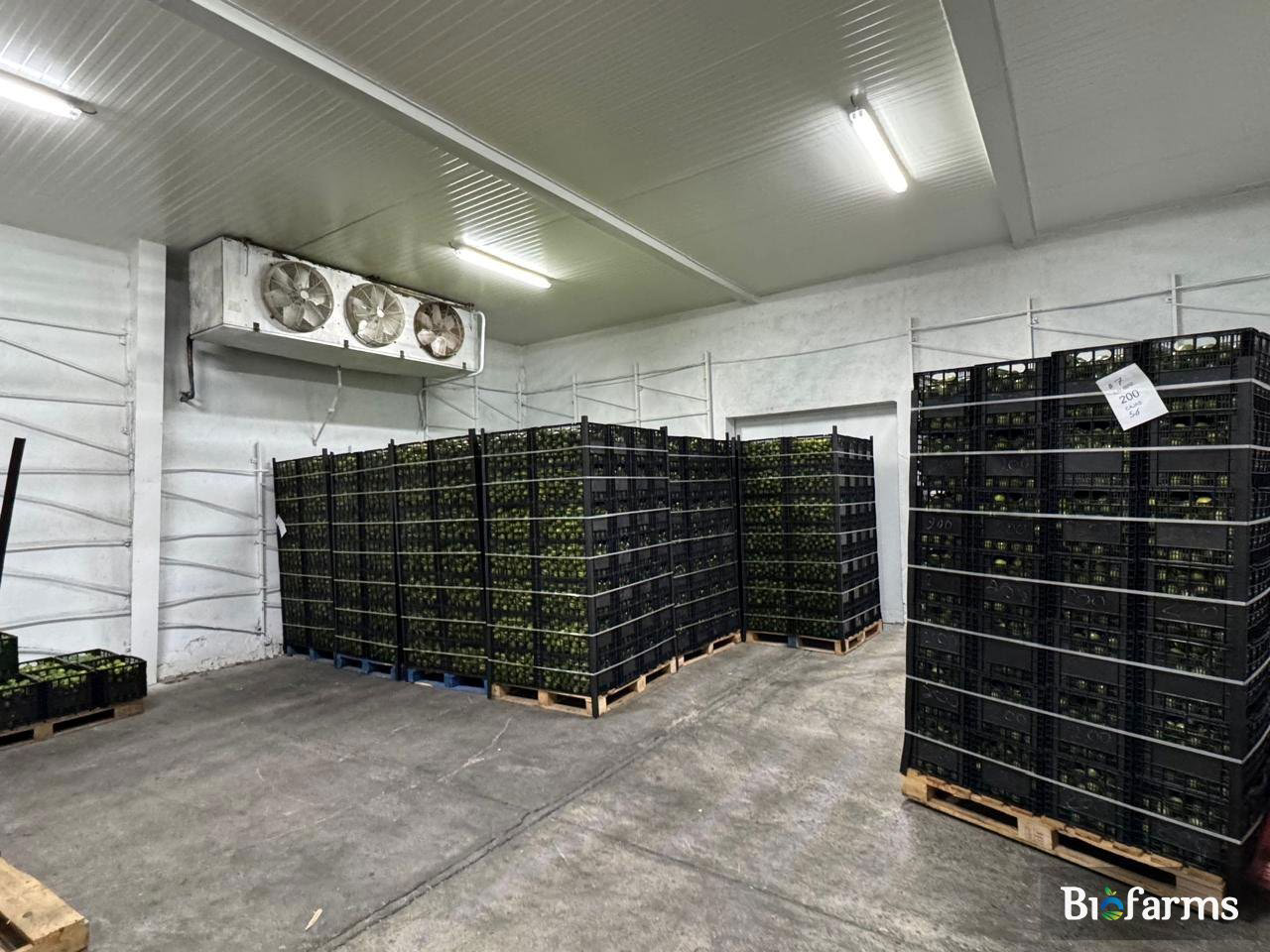 Cámara de refrigeración Biofarms con producto consolidado